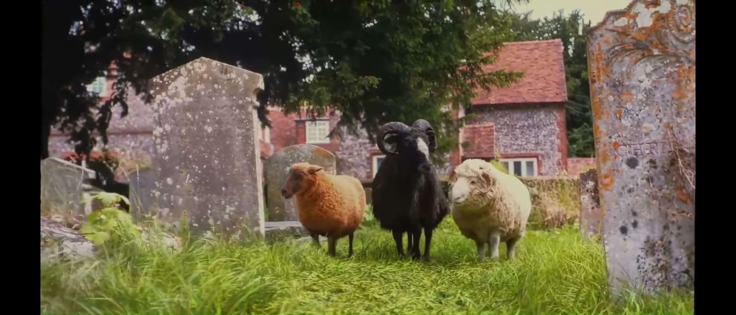 Sheep Detectives – Who is God? Scene