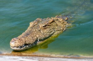 Israeli Minister Proposes Crocodile Moats for Palestinian Prisoners Amidst Rising Tensions on Zionism and Anti-Zionism