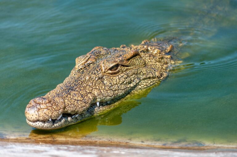 Israeli Minister Proposes Crocodile Moats for Palestinian Prisoners Amidst Rising Tensions on Zionism and Anti-Zionism
