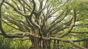 “Exploring the Symbolism of Trees in Zionism: Insights from The Jerusalem Post on Bal Tash’hit and Environmental Ethics”