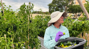 Churches and Volunteers Cultivate Sustainable Community Garden in Fort Pierce, Florida, Providing Fresh Produce to Local Food Desert Areas.