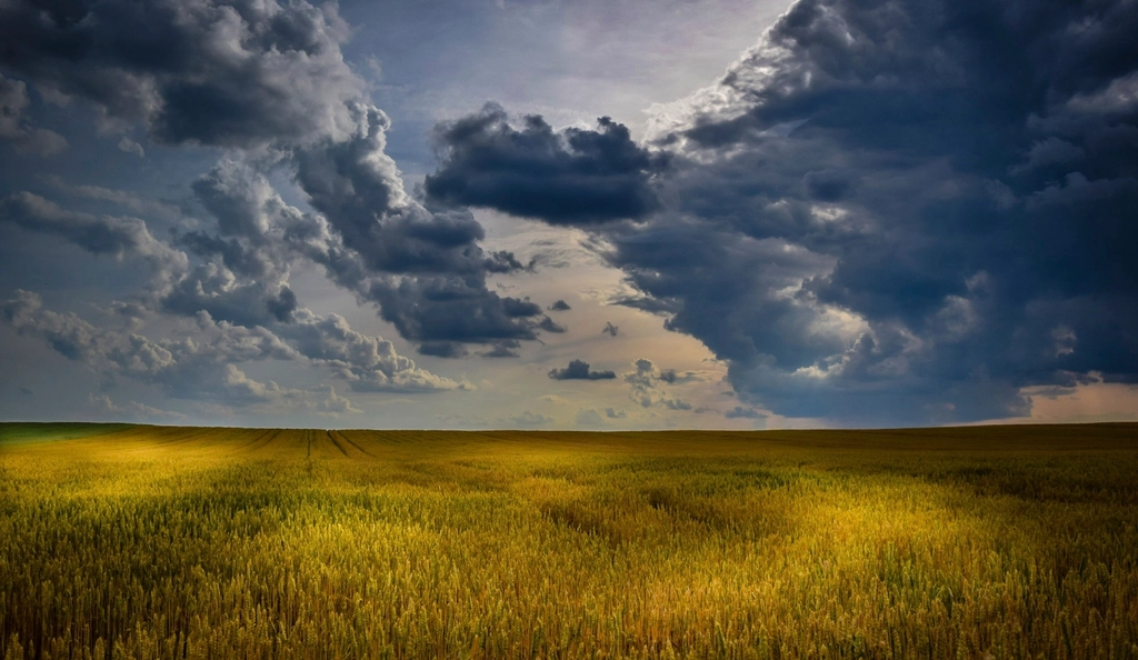 Golden wheat field beneath a dramatic sky with sunlight breaking through the clouds