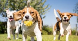 Conroe City Council Approves New Programs for Animal Shelter Visits and Foster Care