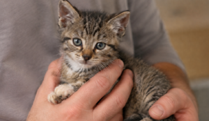 Kiev and Regional Animal Shelters Report Need for Food, Medical Supplies, and Volunteers
