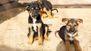 Fire Destroys Home for Homeless Animals in Kiev, Leaving Dogs Without Food and Shelter