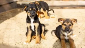 Fire damages part of Kyiv’s homeless animals refuge, 8 dogs killed