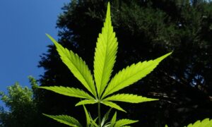 Utah Church Sues Over Police Raids on Marijuana, Psychedelics, and Vape Use as Sacraments
