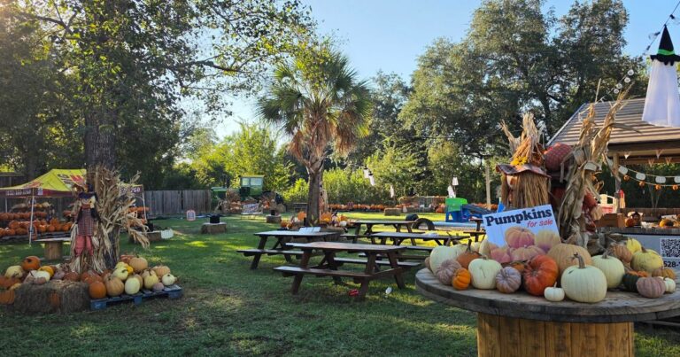 Pumpkin Patches in Katy Area Include Methodist Church Locations