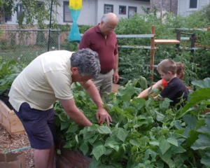 Community garden in Oak Park donates produce to Austin church food pantry