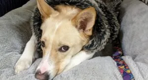 Brentwood Christian Church in Springfield, Missouri Opens Warming Shelter for Homeless and Their Pets
